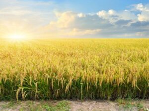 الأرز الذهبي