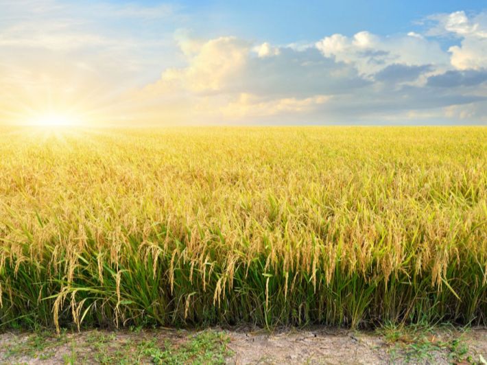 الأرز الذهبي