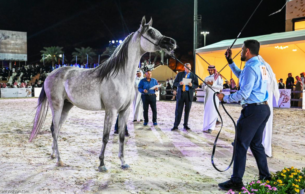 بطولة حائل الدولية لجمال الخيل العربية الأصيلة
