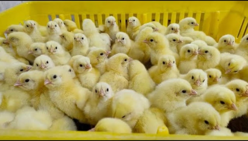 أسعار الكتكوت