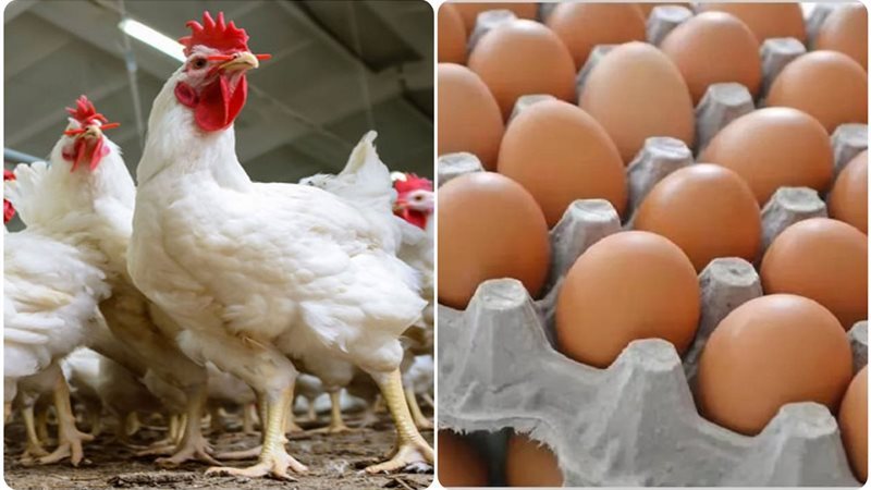 أسعار الفراخ والبيض