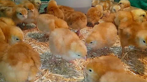 أسعار الكتاكيت