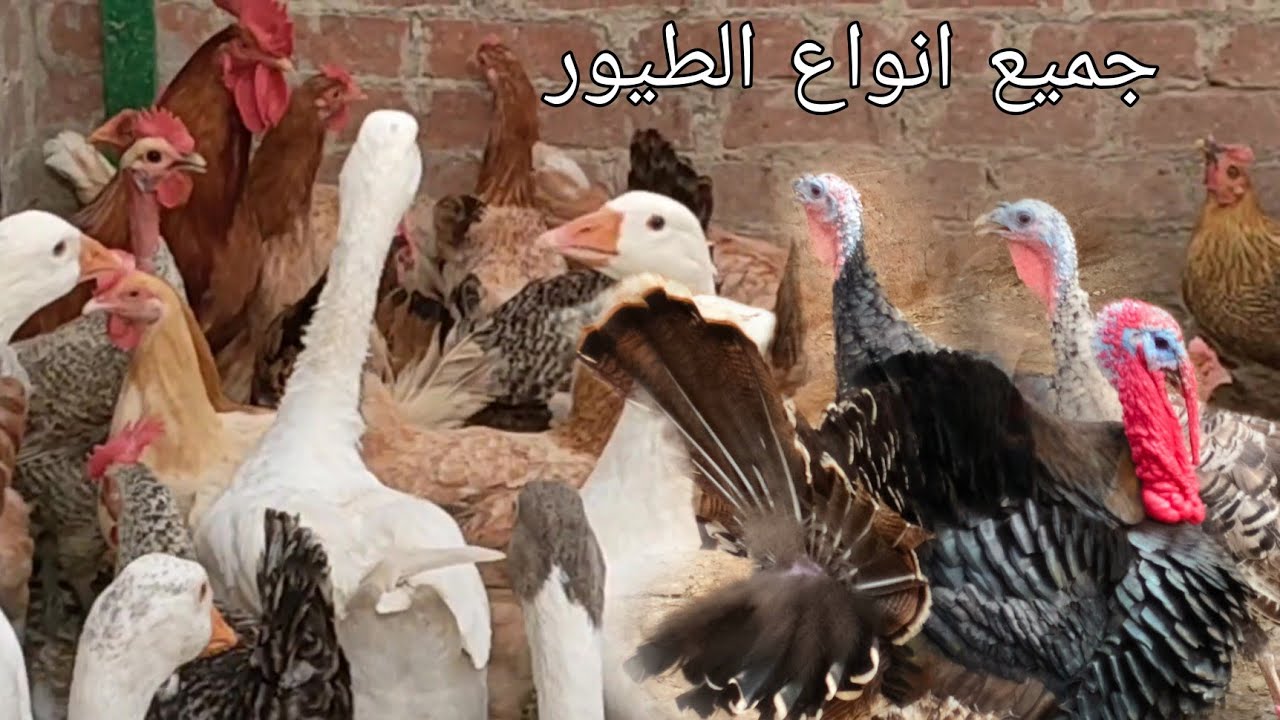 أسعار الدواجن