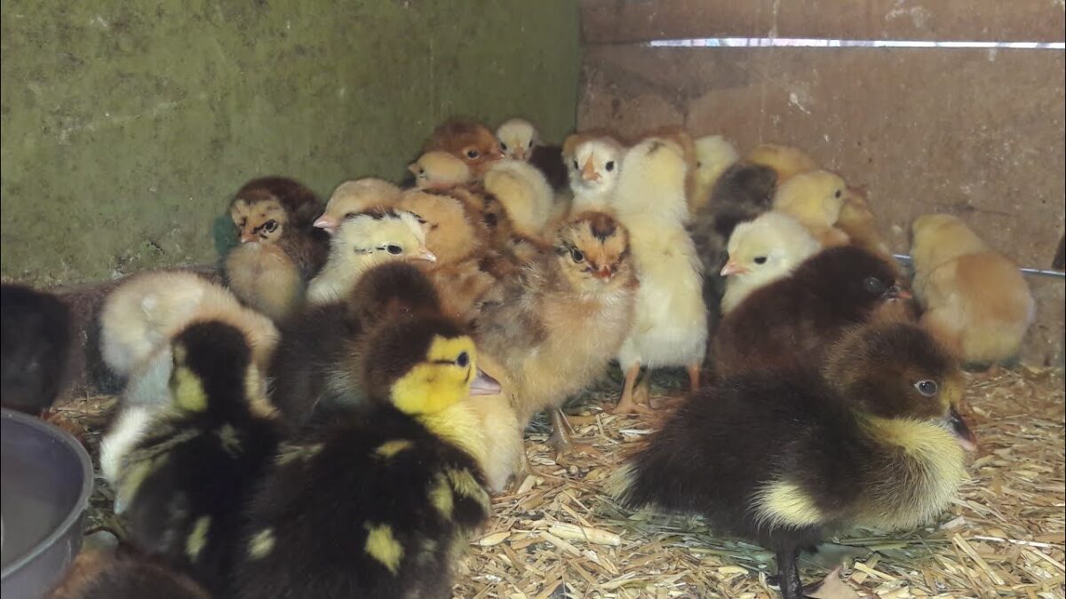 الكتكوت والبط