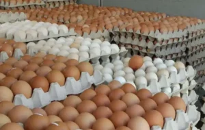 أسعار البيض