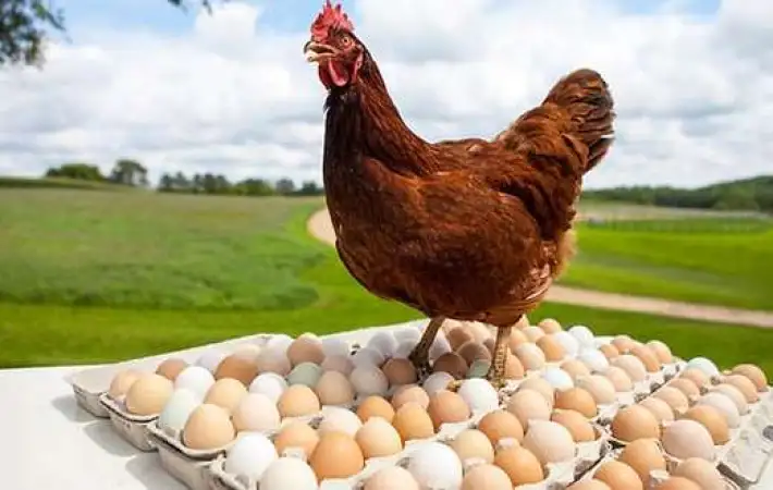 الفراخ والبيض